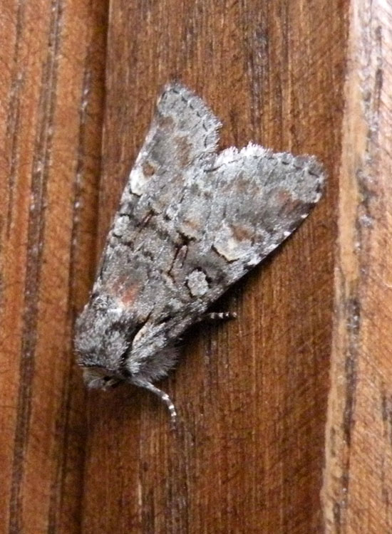 Acronicta? - No, Brachylomia viminalis